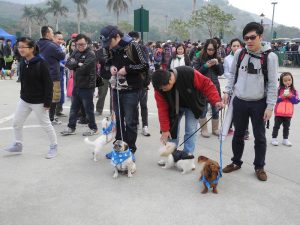 安信義工隊 - 愛護動物協會救救狗狗慈善步行日